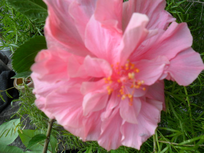 SAM_7830 - hibiscusi 2015-4