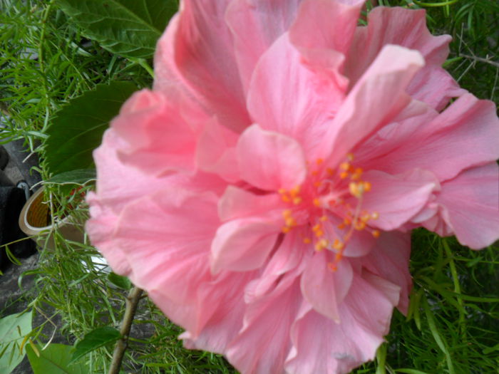 SAM_7832 - hibiscusi 2015-4