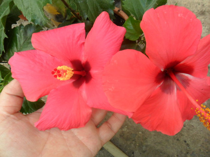 SAM_7847 - hibiscusi 2015-4