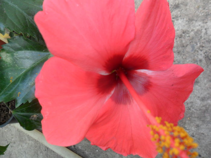 SAM_7848 - hibiscusi 2015-4