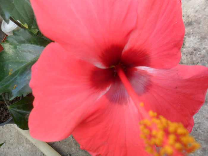 SAM_7850 - hibiscusi 2015-4