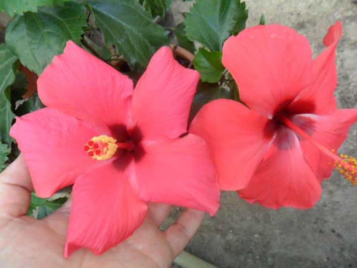 SAM_7851 - hibiscusi 2015-4