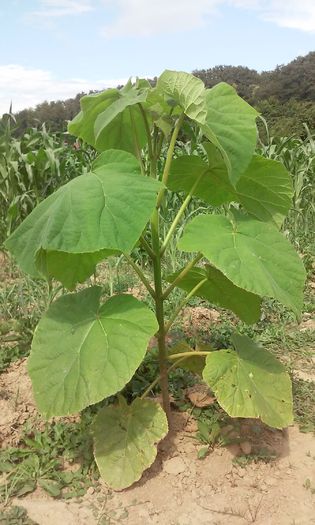 20150714_160521 - Paulownia 2015