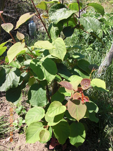 kiwi - Gradina Casa si Plante Rare sau Deosebite pentru Sanatate2