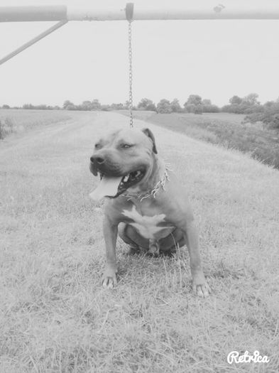 20150727_211212 - A Pitbull Amstaff - zeus