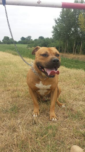 20150727_210900 - A Pitbull Amstaff - zeus