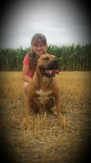 20150727_160500 - A Pitbull Amstaff - zeus