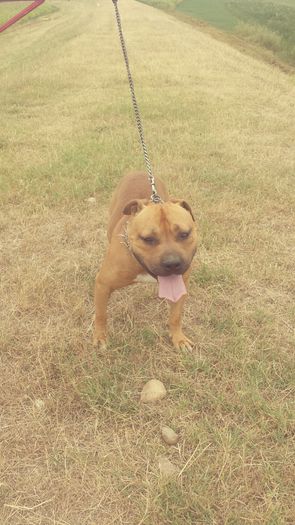 20150727_160341 - A Pitbull Amstaff - zeus