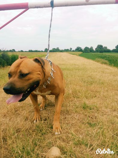 IMG_20150727_153333 - A Pitbull Amstaff - zeus