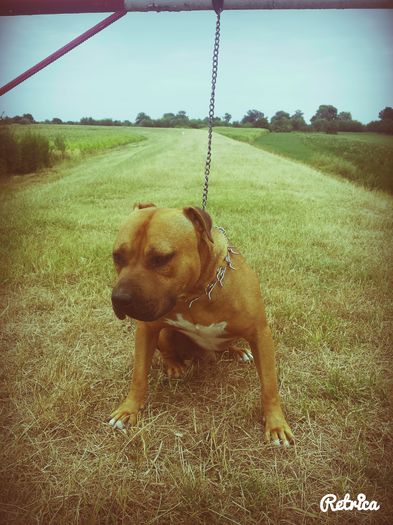 IMG_20150727_153122 - A Pitbull Amstaff - zeus