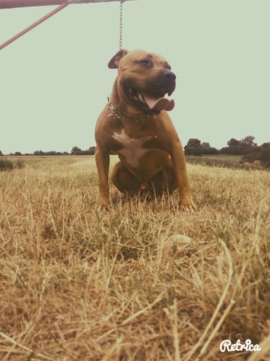 IMG_20150727_153146 - A Pitbull Amstaff - zeus