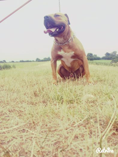 IMG_20150727_153200 - A Pitbull Amstaff - zeus