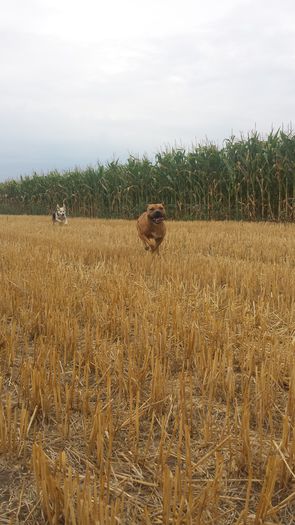 20150727_151856 - A Pitbull Amstaff - zeus