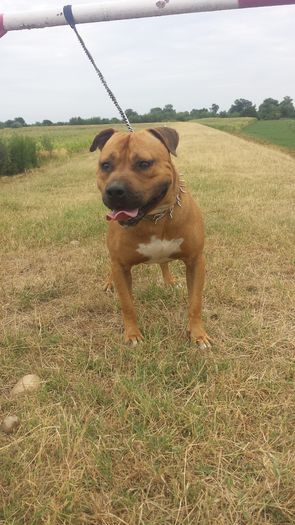 20150727_152751 - A Pitbull Amstaff - zeus