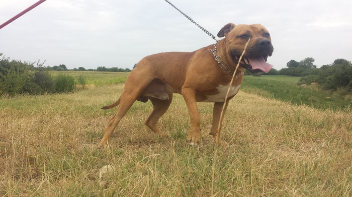 20150727_152814 - A Pitbull Amstaff - zeus