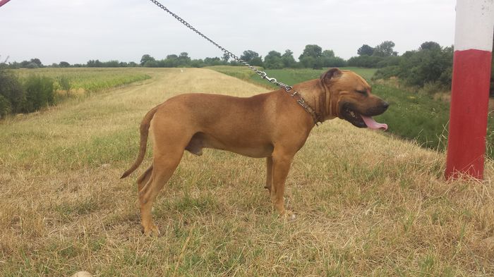 20150727_152826 - A Pitbull Amstaff - zeus