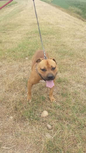 20150727_152855 - A Pitbull Amstaff - zeus