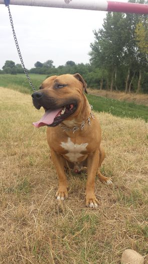 20150727_152907 - A Pitbull Amstaff - zeus