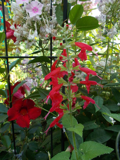 salvia coccinea