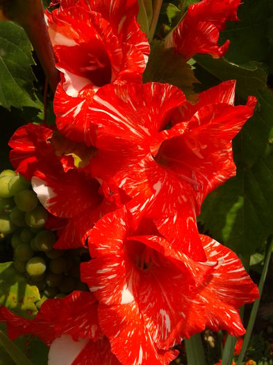 Fotografie0002 - AAAA_GLADIOLE 2015_2017_2018_2019