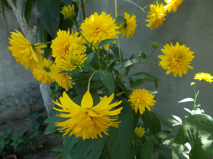 rudbeckia goldquelle