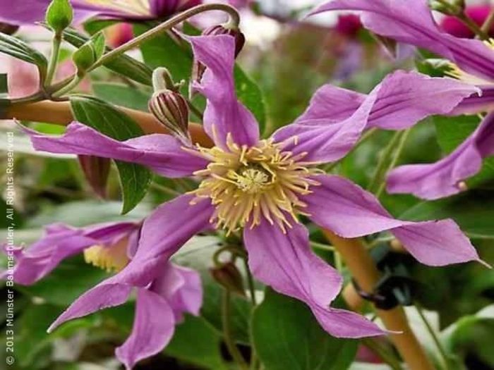 clematite - Muscatele