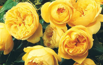 Trandafir galben - Muscatele