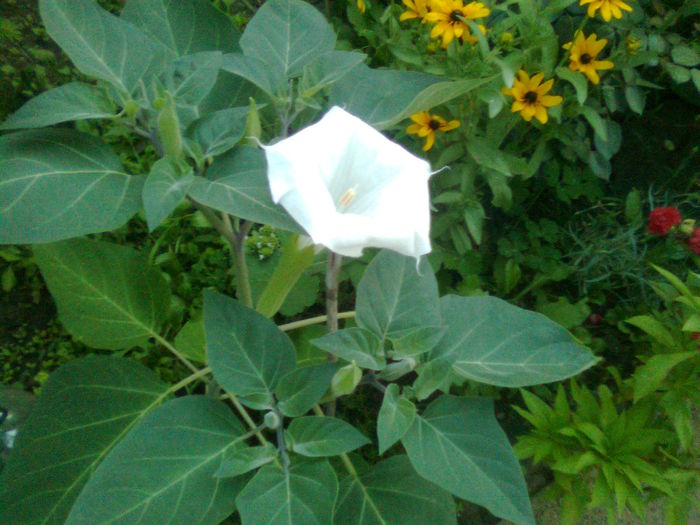 Imagine1771 - Brugmansia Datura Iochroma