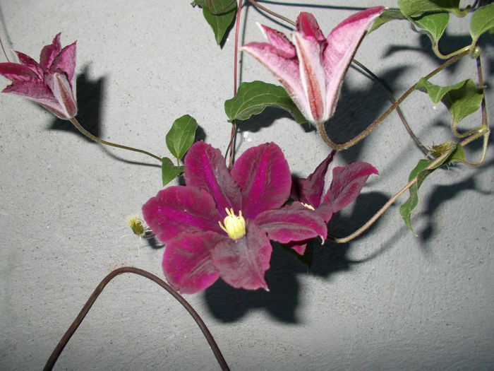 DSCN0392; clematis -  detaliu floare
