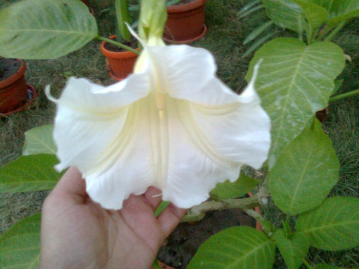 Imagine1767 - Brugmansia Datura Iochroma