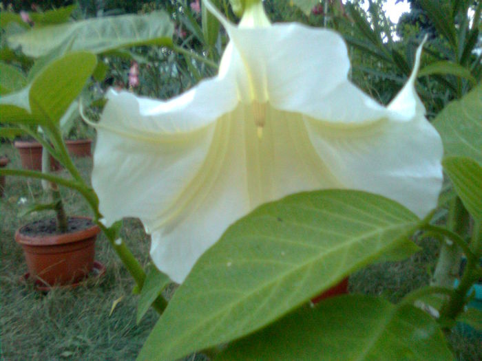 Imagine1769 - Brugmansia Datura Iochroma