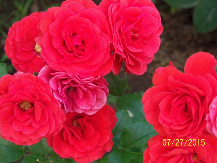 Chica Flower Circus
