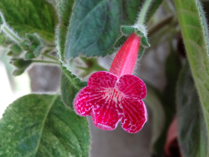 DSC02988 - Plante in ghiveci 2015