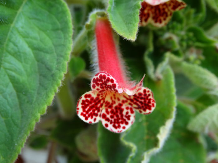 DSC02963 - Plante in ghiveci 2015