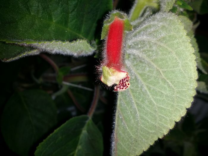 20150718_230537 - Plante in ghiveci 2015
