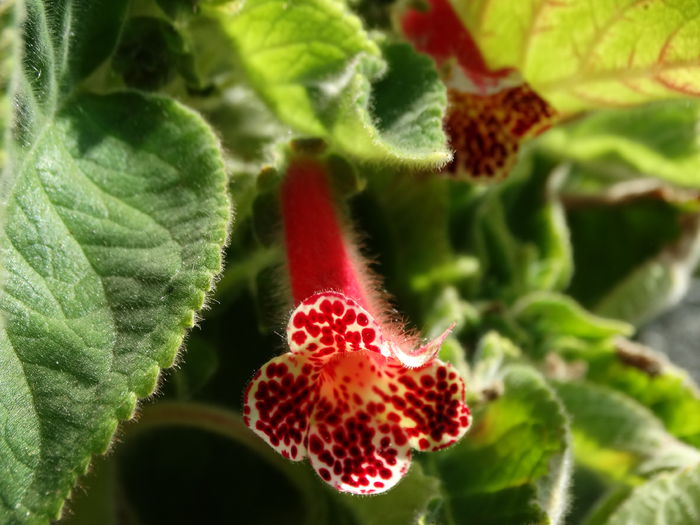 DSC02848 - Plante in ghiveci 2015