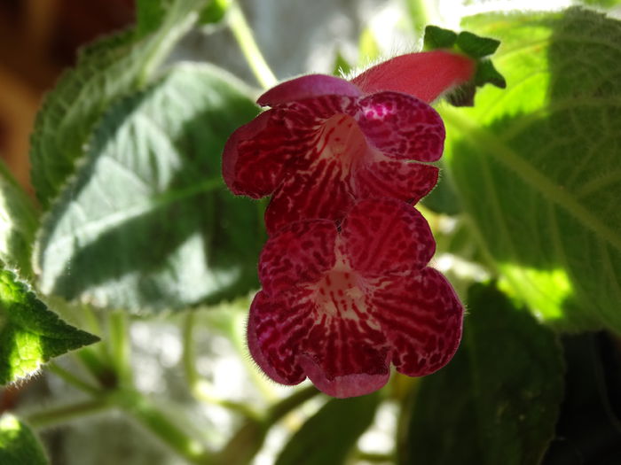 DSC02850 - Plante in ghiveci 2015