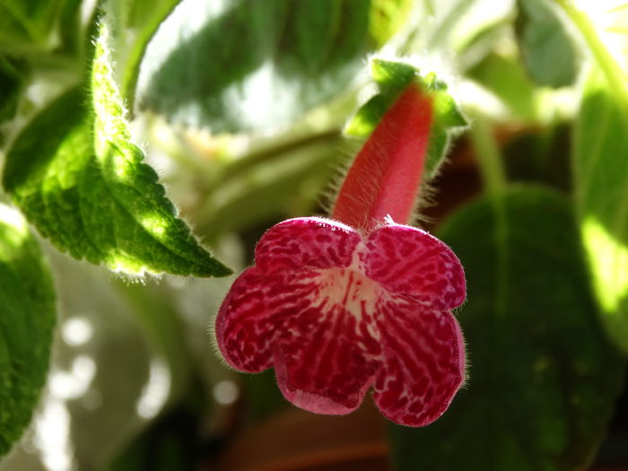 DSC02849 - Plante in ghiveci 2015