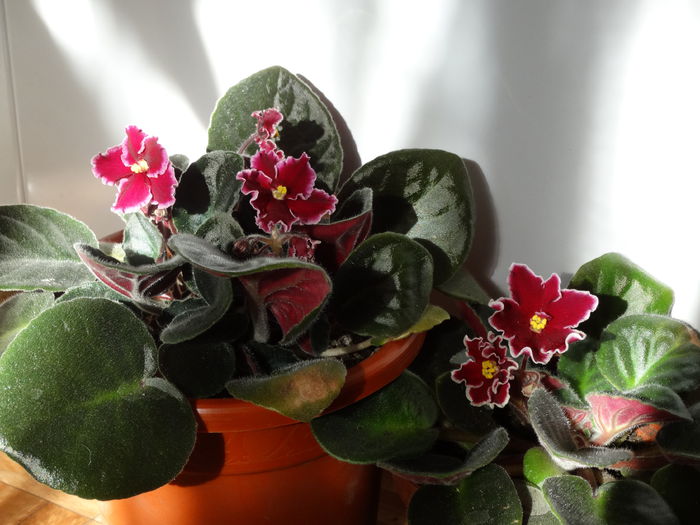 DSC02823 - Plante in ghiveci 2015