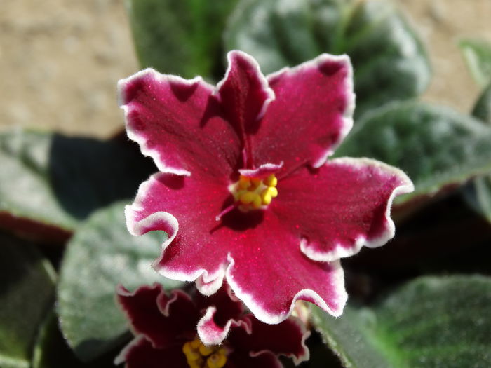 DSC02842 - Plante in ghiveci 2015