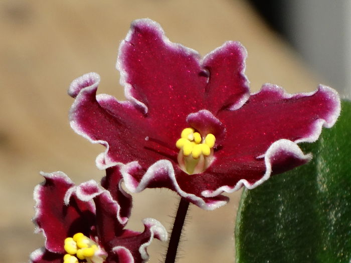 DSC02840 - Plante in ghiveci 2015