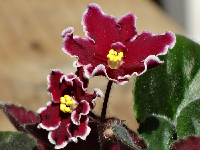 DSC02838 - Plante in ghiveci 2015