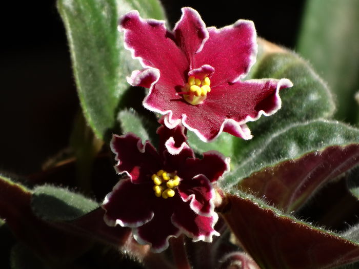 DSC02836 - Plante in ghiveci 2015