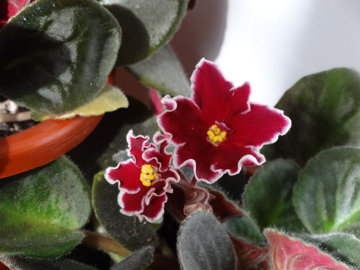 DSC02835 - Plante in ghiveci 2015