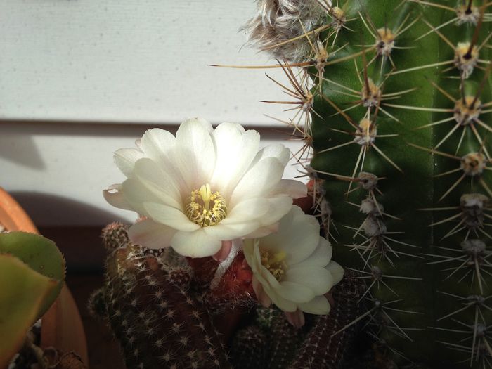 27 iulie 2015 - Cactusi Suculente