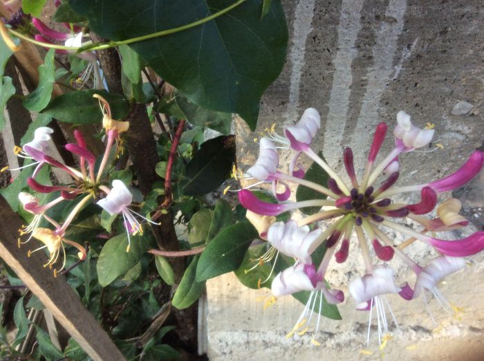 imagefoarte parfumata - plante de gradina