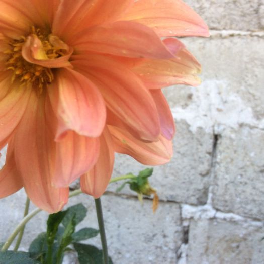 image - plante de gradina