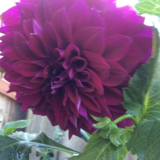 image - plante de gradina