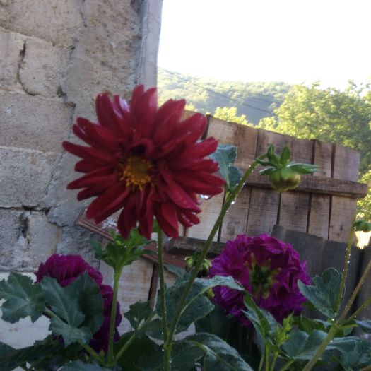 image - plante de gradina