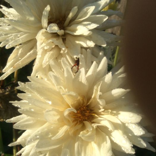 image - plante de gradina